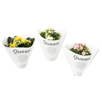 Kalanchoe mini dubbelblommande 6cm kruka Höjd 12cm varierande färger.