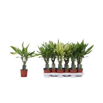 Dracaena Mix 11cm.