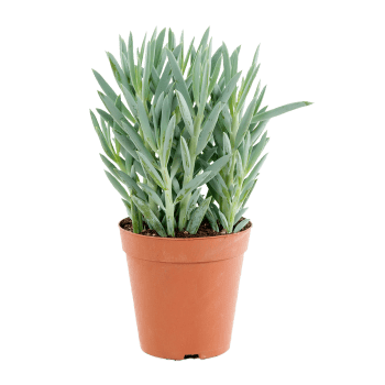 Puderfetstånds 15cm kruka Höjd 30cm.