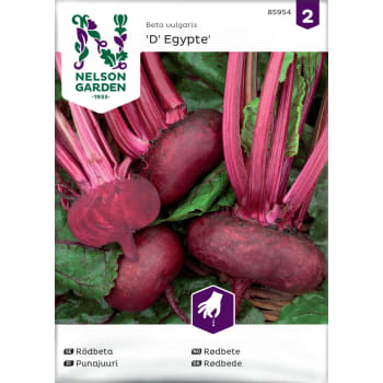 Rödbeta, D' Egypte Nelson Garden.