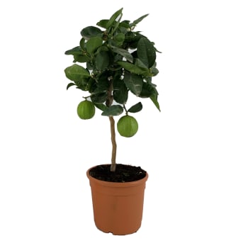 Limeträd 19cm.
