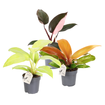 Philodendron Special Mix 11cm.