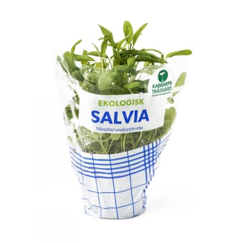 Salvia Ekologisk 1-p Kabbarps Trädgård.