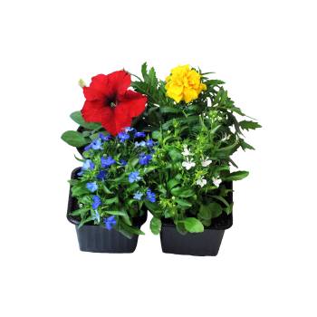 Sommarplant 6-pack.