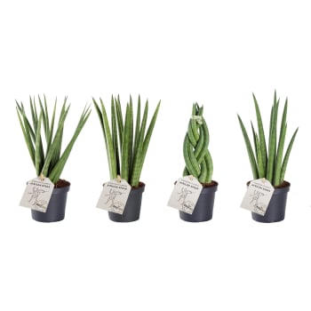 Sanseveria Mix 9cm.
