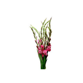 Gladiolus 5-p.