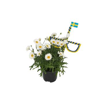 Marguerit med stång.