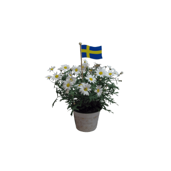 Margerit med stång.