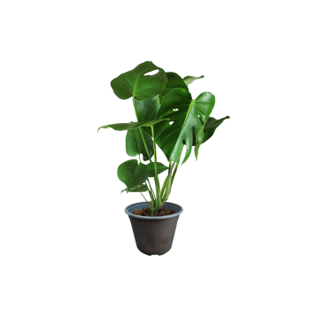 Monstera 17cm.