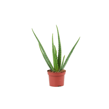 Aloe vera.
