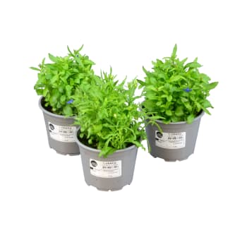 Lobelia 10,5cm.