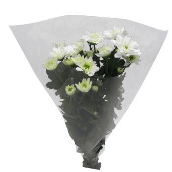 Kvistkrysantemum 3-p 50cm vit.