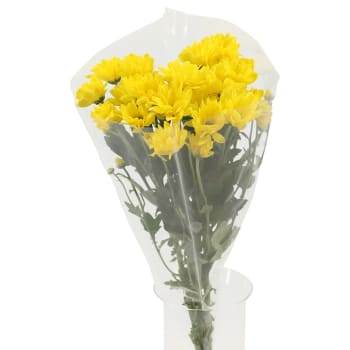 Kvistkrysantemum 3-p 50cm gul.