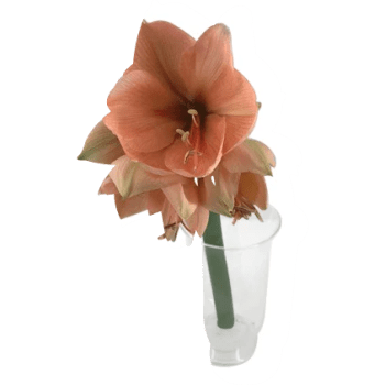 Amaryllis singel aprikos.
