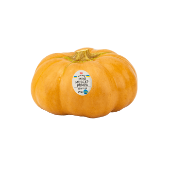 Pumpa Muscat Mini Klass 1 ICA.