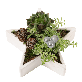 Arrangemang Jul Stjärna 18cm.