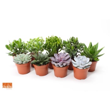 Succulent Mix 12cm.