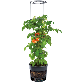 Tomatkruka 300mm 30 cm.