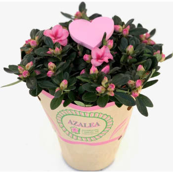 Vårazalea rosa.