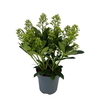 Skimmia vit 15 cm.