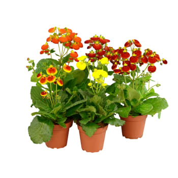 Toffelblomma.