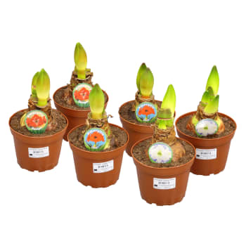 Amaryllis mix 15 cm.