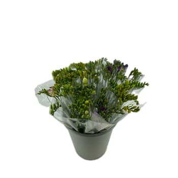 Freesia 7 pack.