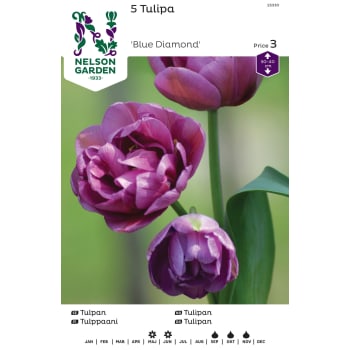 Höstlök Tulpan Sen Fylld Blå 1st Nelson Garden.