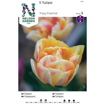 Höstlök Tulpan Tidig Fylld 1st Nelson Garden.