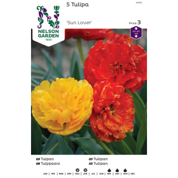 Höstlök Tulpan Sen Fylld Orangegul 1st Nelson Garden.