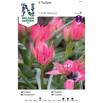 Höstlök Tulpan Little Beauty 1st Nelson Garden.