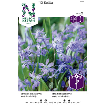 Höstlök Rysk Blåstjärna 1st Nelson Garden.
