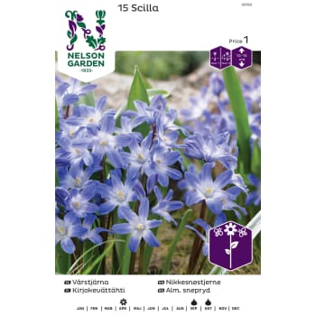 Höstlök Vårstjärna Blå 1st Nelson Garden.