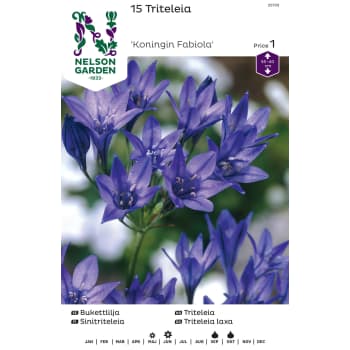 Höstlök Bukettlilja Blå 1st Nelson Garden.