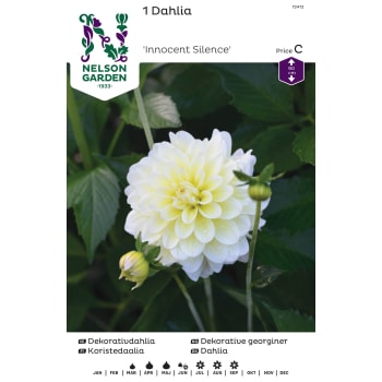 Vårlök Dekorativdahlia Hög Gul 1st Nelson Garden.