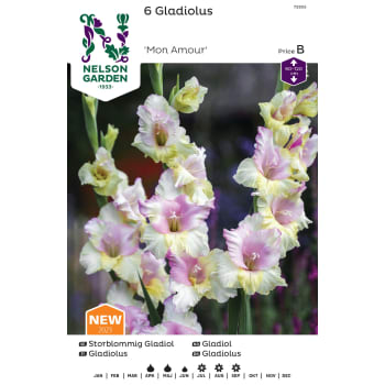 Vårlök Gladiol Storblommig Vit Rosa 1st Nelson Garden.