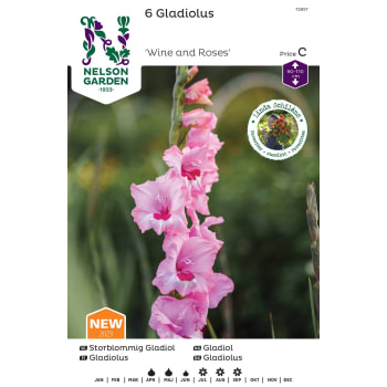 Vårlök Gladiol Storblommig Rosa 1st Nelson Garden.