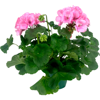 Pelargon Zonale Rosa 1st Arvidsson.