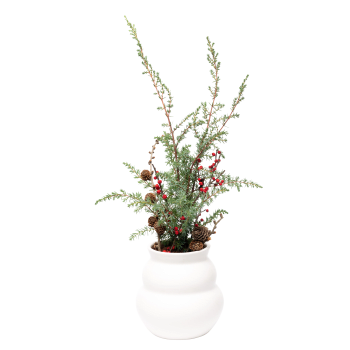 Ilex lärkträd i vas.