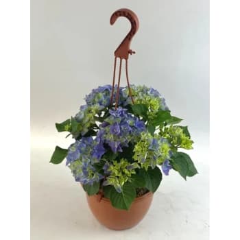 Ampel Hortensia 19 cm.