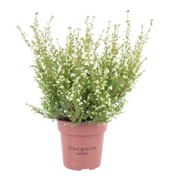 Erica vit 11cm.
