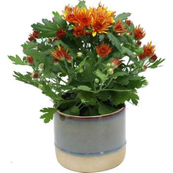 Arrangemang Krysantemum i kruka 10,5 cm.