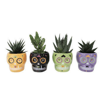 Arrangemang Halloween Skalle Mini 6cm.