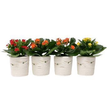 Arrangemang Mini Mumie 6cm.