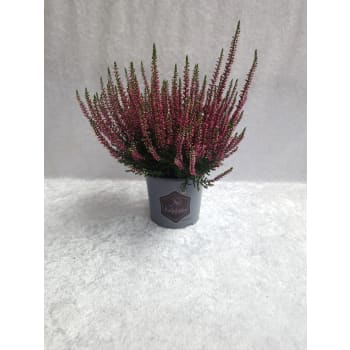 Calluna Beauty ladies 12 cm.