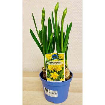 Påsklilja småblommig dubbelblommande 11cm kruka gul.