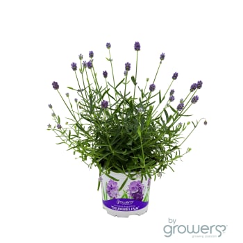 Lavendel Tumbelina.