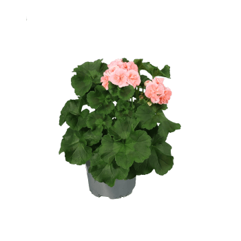 Pelargon Astrid 14 cm.