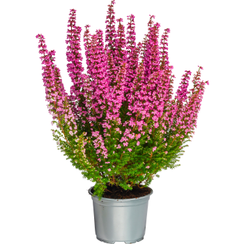 Ljung Erica Beauty Queen Rosa 10,5 cm.