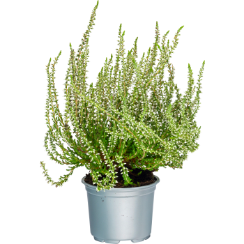 Ljung Calluna vit 10,5 cm.